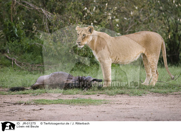Lwin mit Beute / lioness with prey / JR-01275