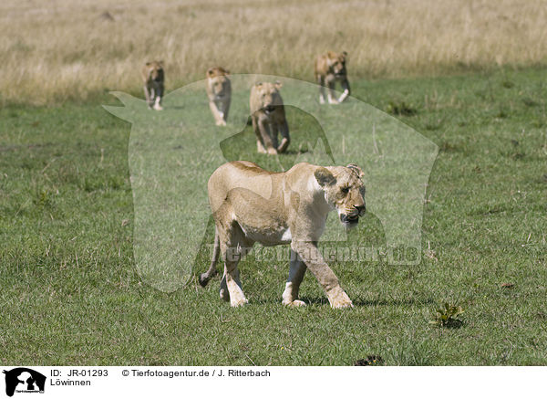 Lwinnen / lionesses / JR-01293
