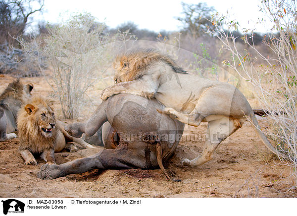 fressende Lwen / eating lions / MAZ-03058