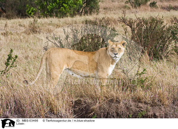 Lwin / lioness / MBS-03466