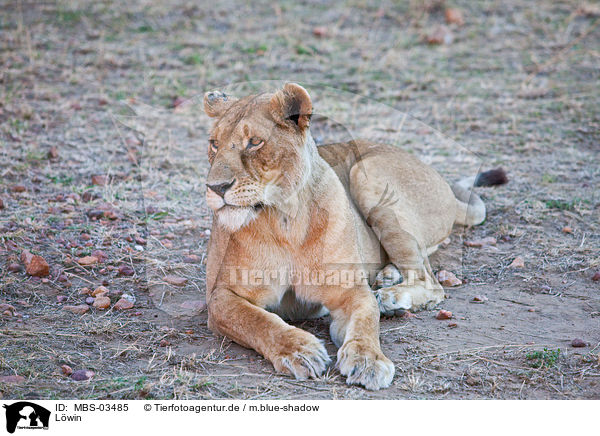 Lwin / lioness / MBS-03485