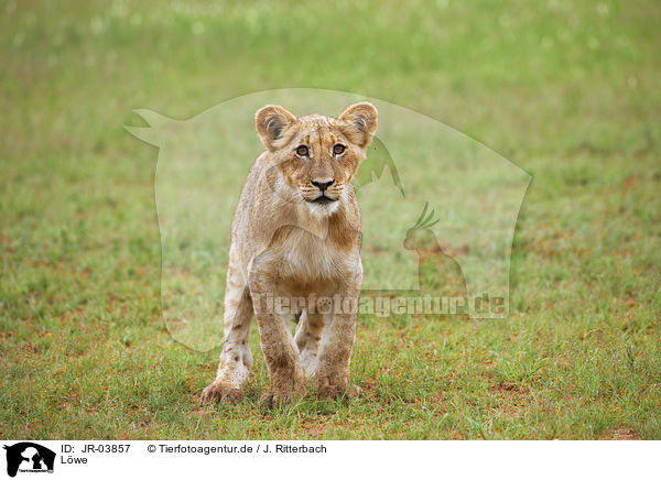 Lwe / lion / JR-03857