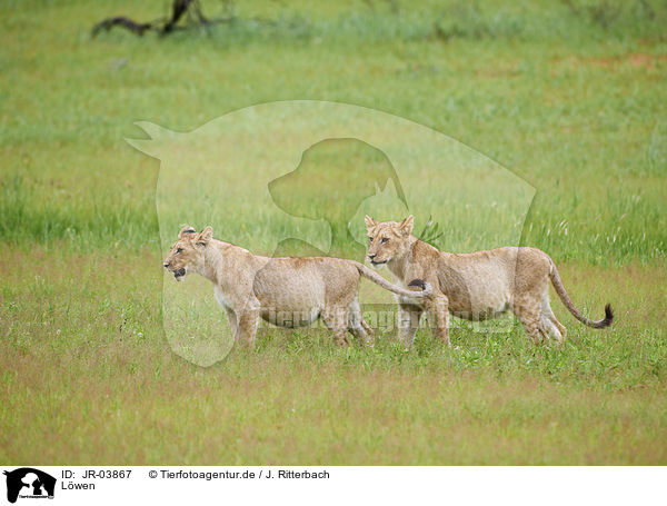 Lwen / lions / JR-03867