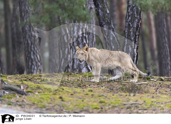 junge Lwin / young lioness / PW-04031