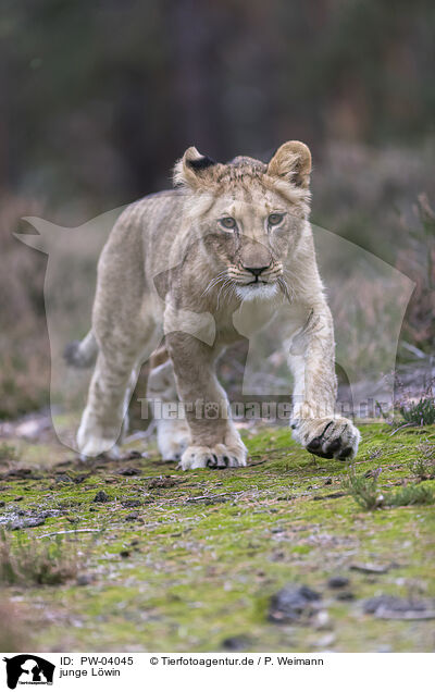 junge Lwin / young lioness / PW-04045