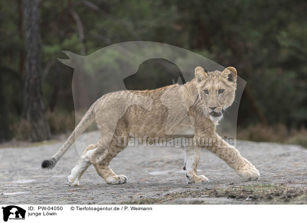 junge Lwin / young lioness / PW-04050