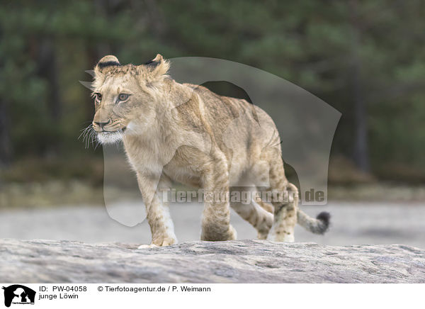 junge Lwin / young lioness / PW-04058
