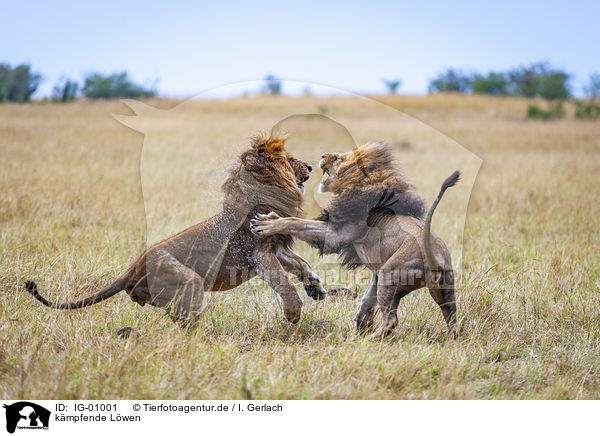 kmpfende Lwen / fighting Lions / IG-01001