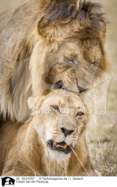 Lwen bei der Paarung / Lions mating / IG-01057