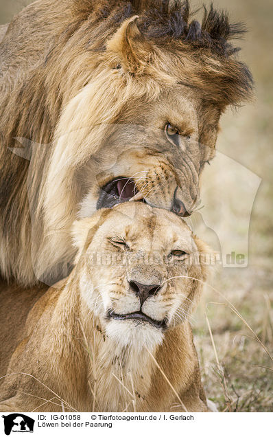 Lwen bei der Paarung / Lions mating / IG-01058
