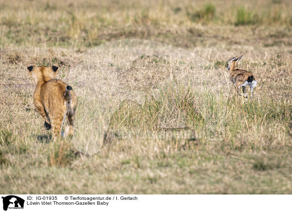 Lwin ttet Thomson-Gazellen Baby / Lioness kills Thomson baby Gazelles / IG-01935
