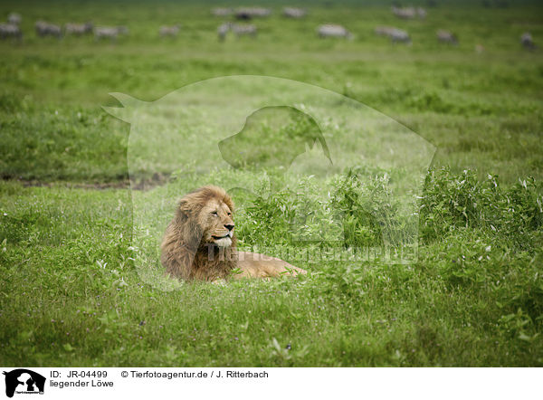 liegender Lwe / lying Lion / JR-04499