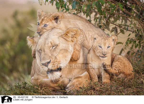 Lwin mit Jungen / Lioness with cub / IG-02132