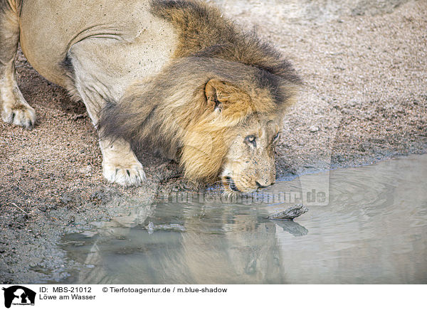 Lwe am Wasser / Lion at the water / MBS-21012