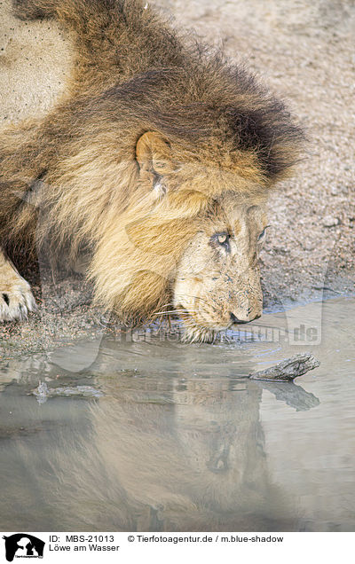 Lwe am Wasser / Lion at the water / MBS-21013
