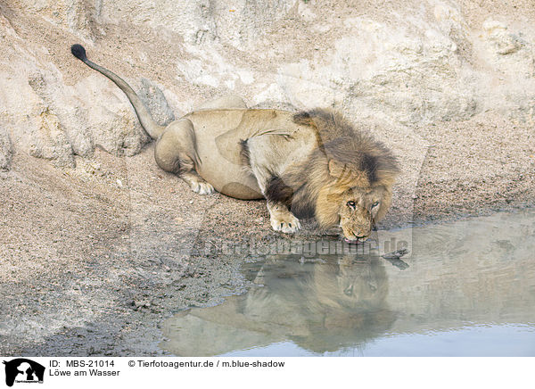 Lwe am Wasser / Lion at the water / MBS-21014