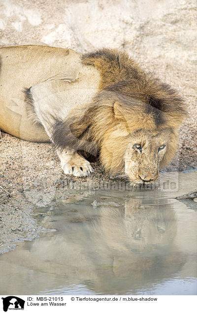 Lwe am Wasser / Lion at the water / MBS-21015