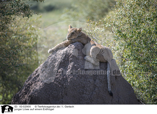 junger Lwe auf einem Erdhgel / young Lion on a mound of earth / IG-02900