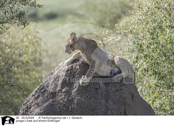 junger Lwe auf einem Erdhgel / young Lion on a mound of earth / IG-02928