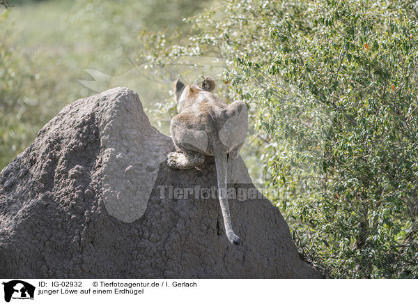 junger Lwe auf einem Erdhgel / young Lion on a mound of earth / IG-02932