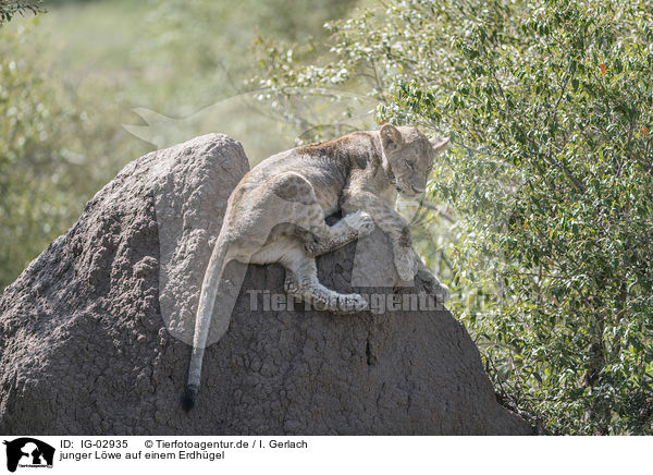 junger Lwe auf einem Erdhgel / young Lion on a mound of earth / IG-02935