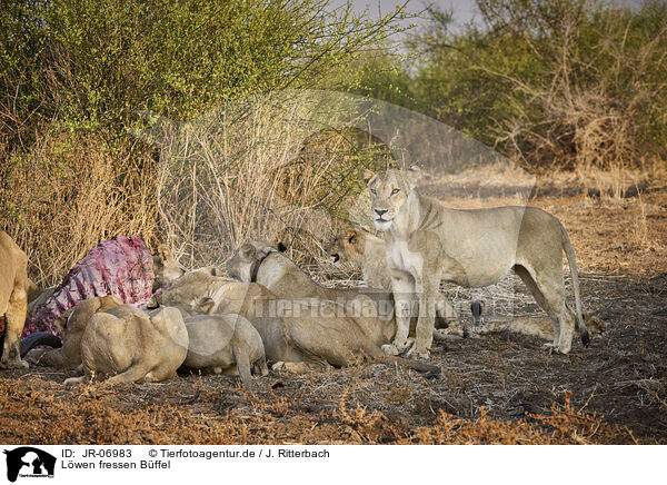 Lwen fressen Bffel / Lions eat buffalo / JR-06983