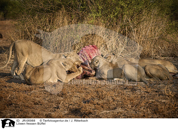 Lwen fressen Bffel / Lions eat buffalo / JR-06988