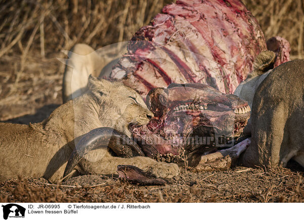 Lwen fressen Bffel / Lions eat buffalo / JR-06995