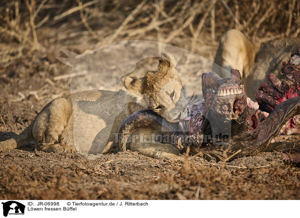 Lwen fressen Bffel / Lions eat buffalo / JR-06998