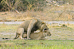 Lwen bei der Paarung