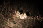 Lwen bei Nacht