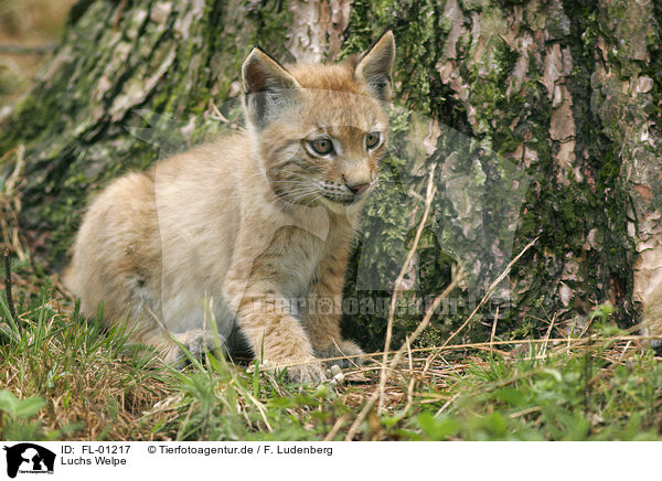 Luchs Welpe / lynx kitten / FL-01217