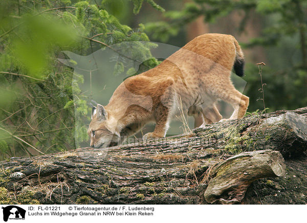 Luchs im Widgehege Granat in NRW bei Klein Reken / lynx / FL-01221