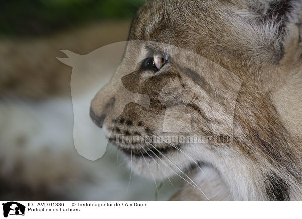 Portrait eines Luchses / lynx portrait / AVD-01336