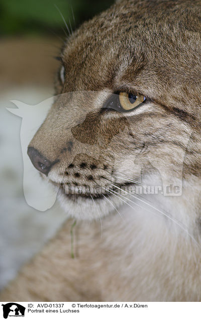 Portrait eines Luchses / lynx portrait / AVD-01337