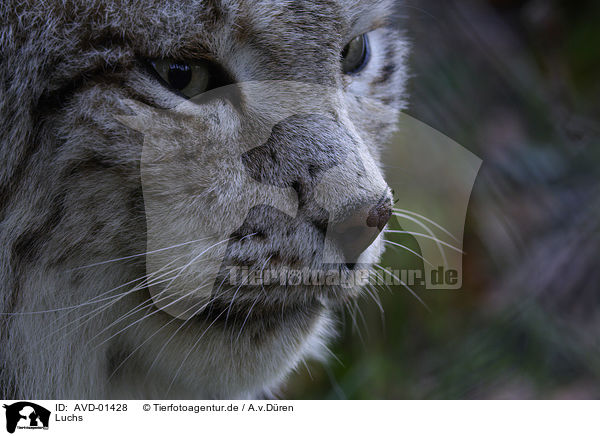 Luchs / Lynx / AVD-01428