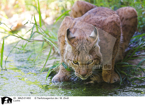 Luchs / lynx / MAZ-01460