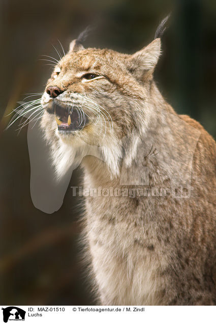 Luchs / lynx / MAZ-01510