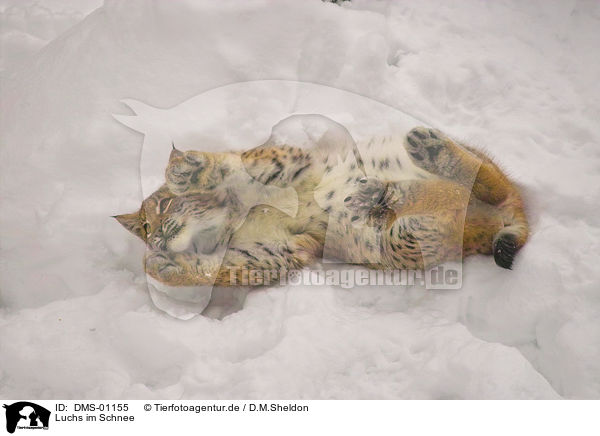 Luchs im Schnee / lynx in snow / DMS-01155