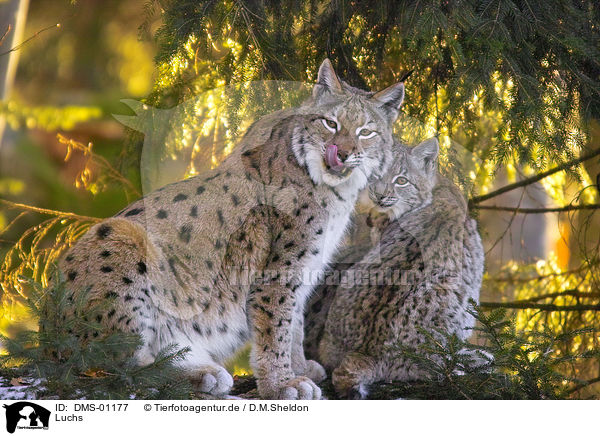 Luchs / lynx / DMS-01177