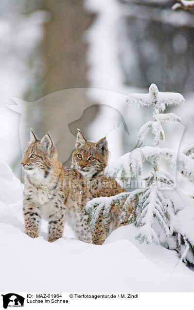 Luchse im Schnee / lynxes in snow / MAZ-01964