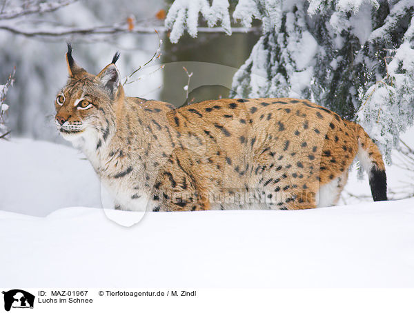 Luchs im Schnee / lynx in snow / MAZ-01967