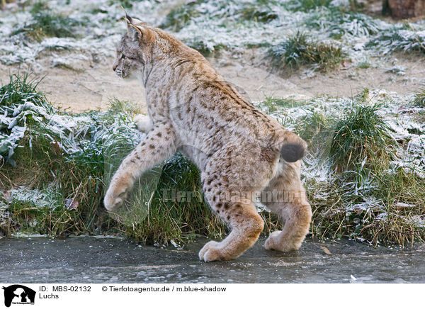 Luchs / lynx / MBS-02132