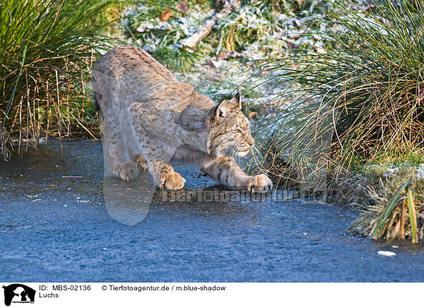 Luchs / lynx / MBS-02136