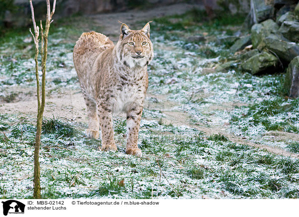 stehender Luchs / standing lynx / MBS-02142