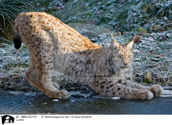 Luchs / lynx / MBS-02147