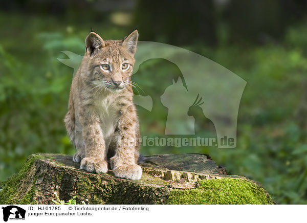 junger Europischer Luchs / young European lynx / HJ-01785