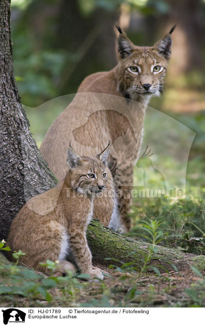 Europische Luchse / European lynx / HJ-01789