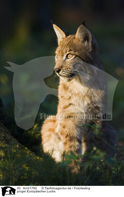 junger Europischer Luchs / young European lynx / HJ-01792