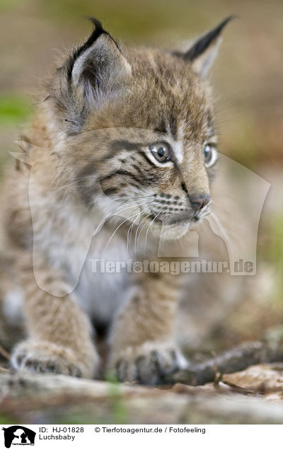 Luchsbaby Hj 018 Luchs Raubtiere Tierfotoagentur Bildagentur Mit Spezialisierung Auf Tierbilder Und Tierfotos